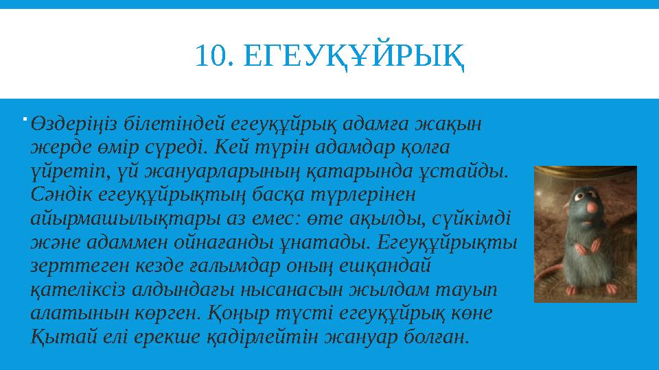 10. ЕГЕУҚҰЙРЫҚ  Өздеріңіз білетіндей егеуқұйрық адамға жақын жерде өмір сүреді. Кей түрін адамдар қолға үйрет