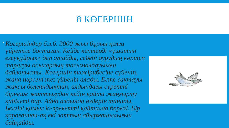 8 КӨГЕРШІН  Көгершіндер б.з.б. 3000 жыл бұрын қолға үйретіле бастаған. Кейде кептерді «ұшатын егеуқұй