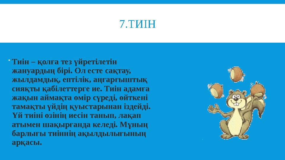 7.ТИІН  Тиін – қолға тез үйретілетін жануардың бірі. Ол есте сақтау, жылдамдық, ептілік, аңға