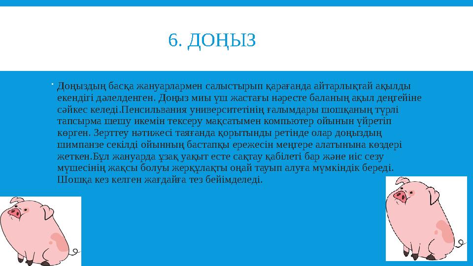 6. ДОҢЫЗ  Доңыздың басқа жануарлармен салыстырып қарағанда айтарлықтай ақылды екендігі дәлелденген. Д