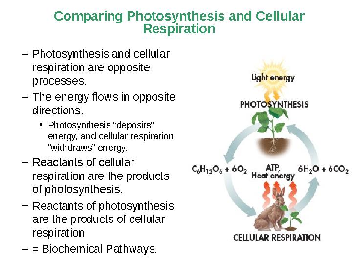 Comparing Photosynthesis and Cellular Respiration – Photosynthesis and cellular respiration are opposite processes. – The en