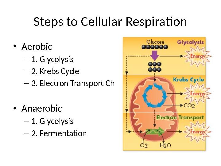 Steps to Cellular Respiration • Aerobic – 1. Glycolysis – 2. Krebs Cycle – 3. Electron Transport Chain • Anaerobic – 1. Glycoly