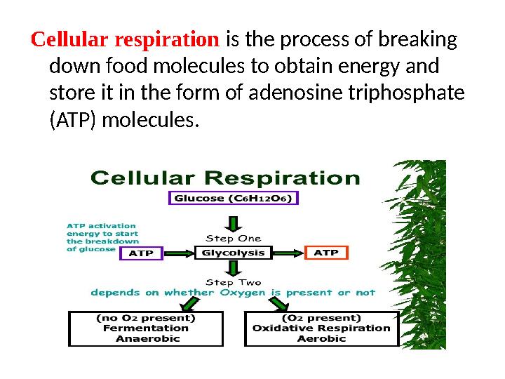 Cellular respiration is the process of breaking down food molecules to obtain energy and store it in the form of adenosine tr