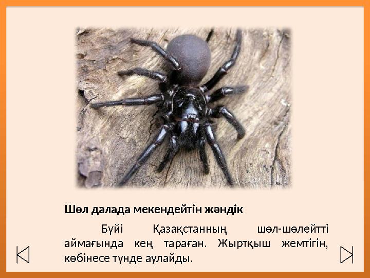 Шөл далада мекендейтін жәндік Бүйі Қазақстанның шөл-шөлейтті аймағында кең тараған. Жыртқыш жемтігін, көбінесе түнде аул