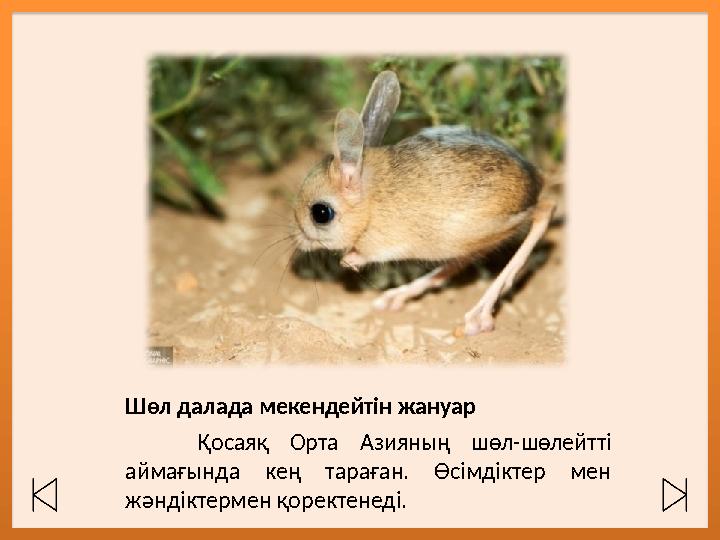 Шөл далада мекендейтін жануар Қосаяқ Орта Азияның шөл-шөлейтті аймағында кең тараған. Өсімдіктер мен жәндіктермен қорек