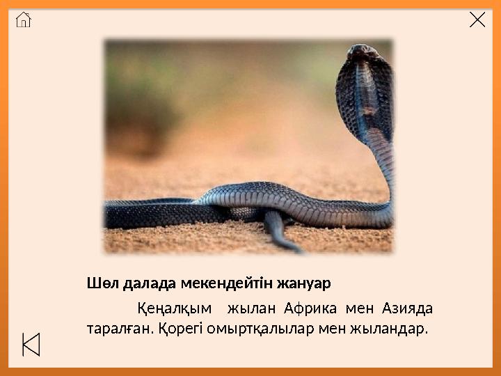 Шөл далада мекендейтін жануар Қеңалқым жылан Африка мен Азияда таралған. Қорегі омыртқалылар мен жыландар.