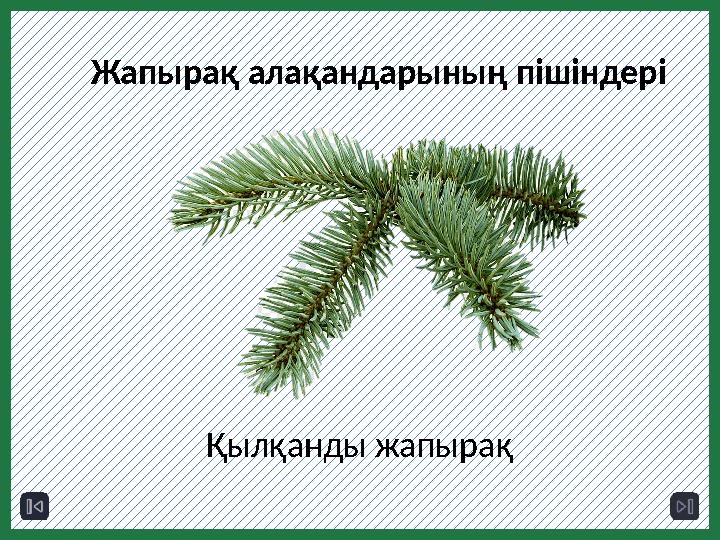 Менің анамның видеосы Ресейлік атақты адамдардың сексі