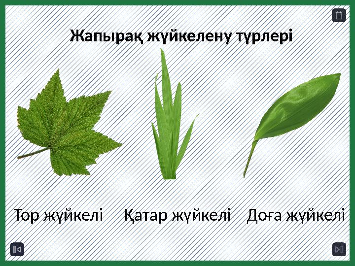 Тор денедегі қыз, жеке сурет Эротикалық алтын жаңбырлардың фотосы