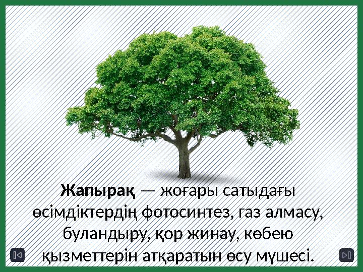 Жапырақ — жоғары сатыдағы өсімдіктердің фотосинтез, газ алмасу, буландыру, қор жинау, көбею қызметтерін атқаратын өсу мүше