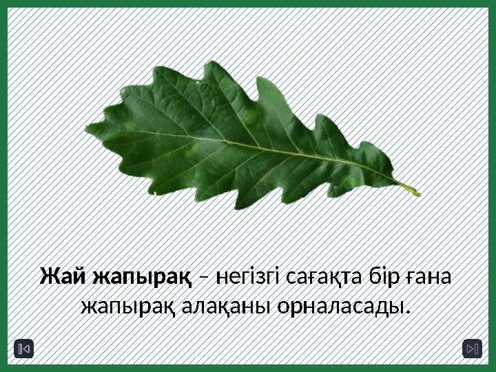 Жай жапырақ – негізгі сағақта бір ғана жапырақ алақаны орналасады.