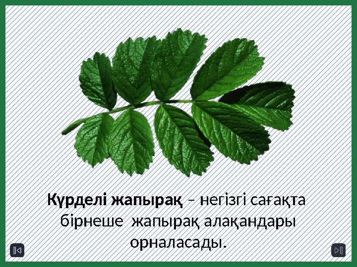 Күрделі жапырақ – негізгі сағақта бірнеше жапырақ алақандары орналасады.