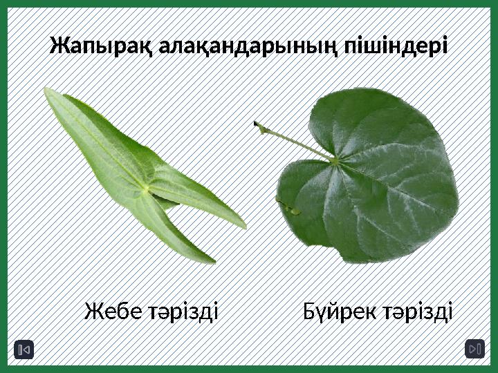 Жапырақ алақандарының пішіндері Жебе тәрізді Бүйрек тәрізді
