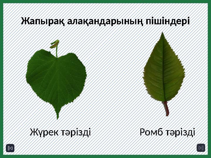 Жапырақ алақандарының пішіндері Жүрек тәрізді Ромб тәрізді