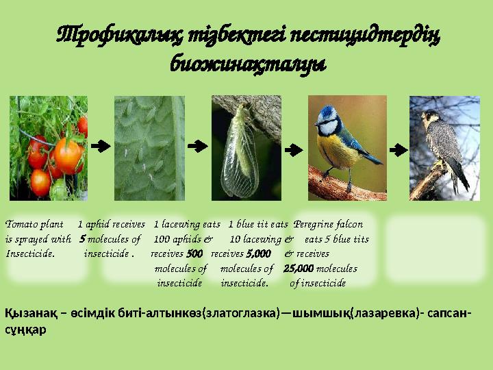 Трофикалық тізбектегі пестицидтердің биожинақталуы Tomato plant 1 aphid receives 1 lacewing eats 1 blue tit eats Pereg