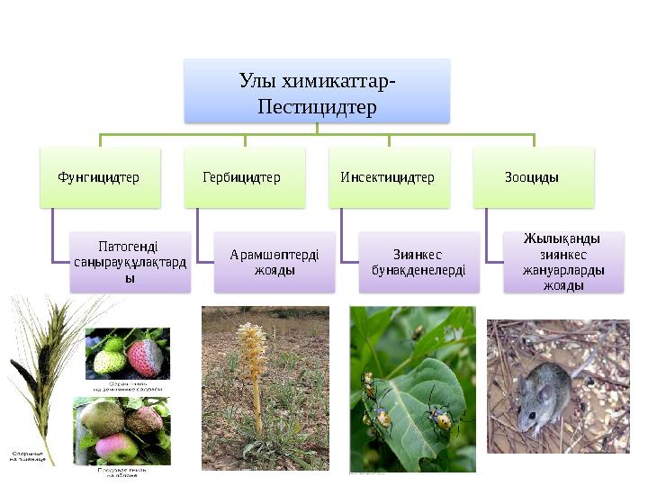 Улы химикаттар- Пестицидтер Фунгицидтер Патогенді саңырауқұлақтард ы Гербицидтер Арам шөптерді жояды Инсектицидтер Зи