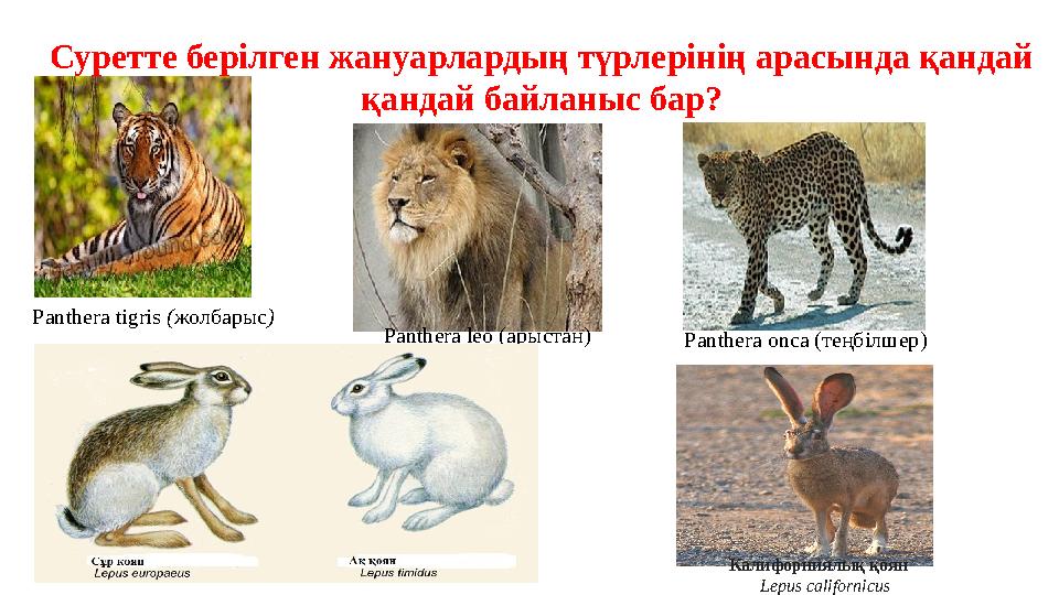 Panthera leo (арыстан)Panthera tigris ( жолбарыс ) Panthera onca (теңбілшер)Суретте берілген жануарлардың түрлерінің арасында қ