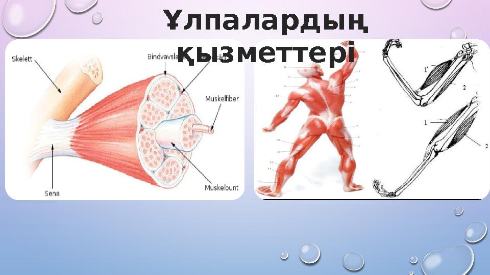 Ұлпалардың қызметтері