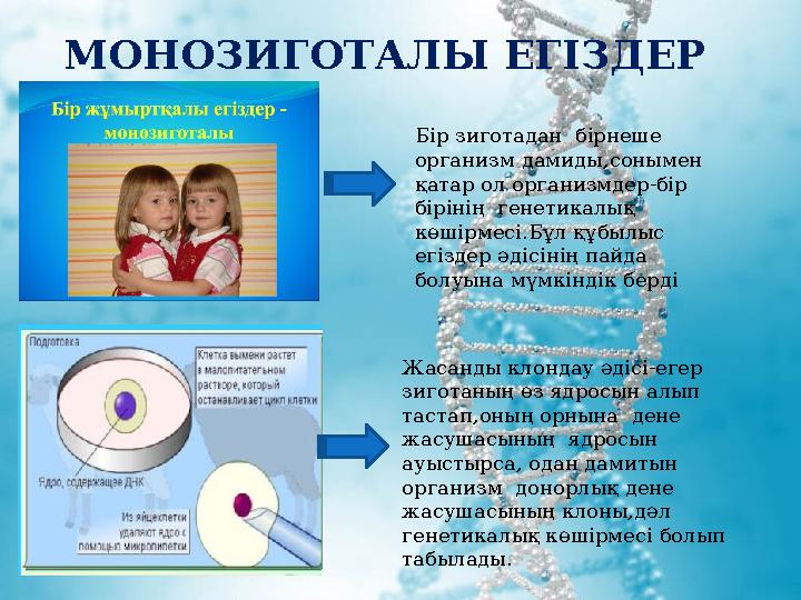 МОНОЗИГОТАЛЫ ЕГІЗДЕР Бір зиготадан бірнеше организм дамиды,сонымен қатар ол организмдер-бір бірінің генетикалық