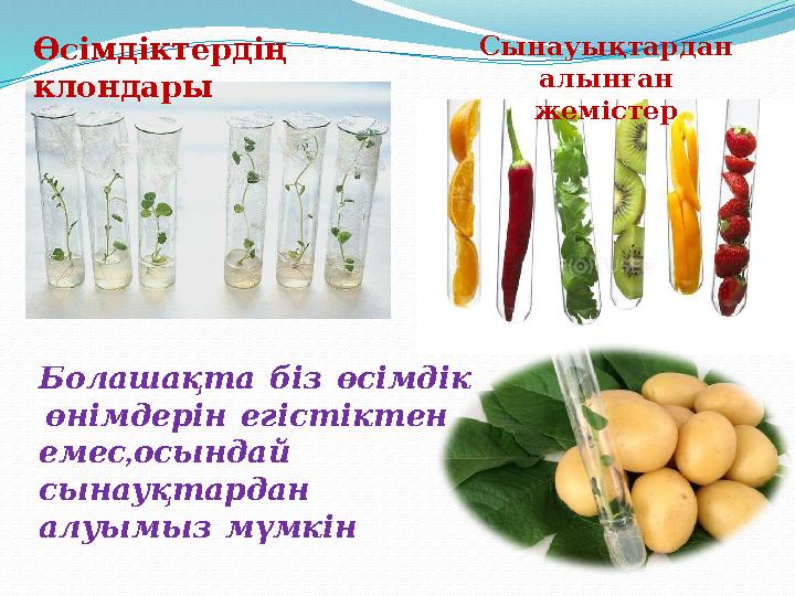 Өсімдіктердің клондары Сынауықтардан алынған жемістер Болашақта біз өсімдік өнімдерін егістіктен , емес осынд