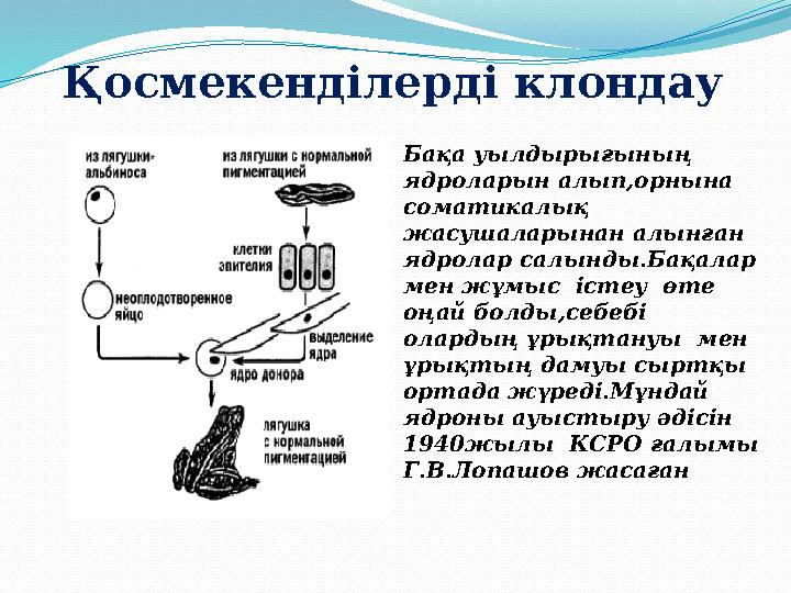 Қосмекенділерді клондау Бақа уылдырығының ядроларын алып,орнына соматикалық жасушаларынан алынған ядролар салынды.Бақалар м