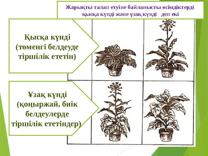 Қысқа күнді (төменгі белдеуде тіршілік ететін) Ұзақ күнді (қоңыржай, биік белдеулерде тіршілік ететіндер) Жарықты талап ет