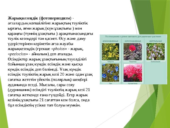 Жарықкезеңдік (фотопериодизм) - ағзалардың көпшілігіне жарықтың тәуліктік ырғағы, яғни жарық (күн ұзақтығы ) мен қараңғы (т