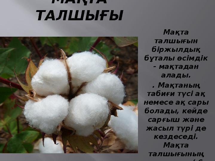 МАҚТА ТАЛШЫҒЫ Мақта талшығын біржылдық бұталы өсімдік - мақтадан алады. . Мақтаның табиғи түсі ақ немесе ақ сары болады