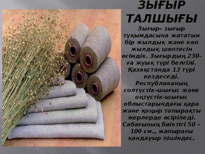 ЗЫҒЫР ТАЛШЫҒЫ Зығыр – зығыр тұқымдасына жататын бір жылдық және көп жылдық шөптесін өсімдік. Зығырдың 230- ға жуық түрі бе