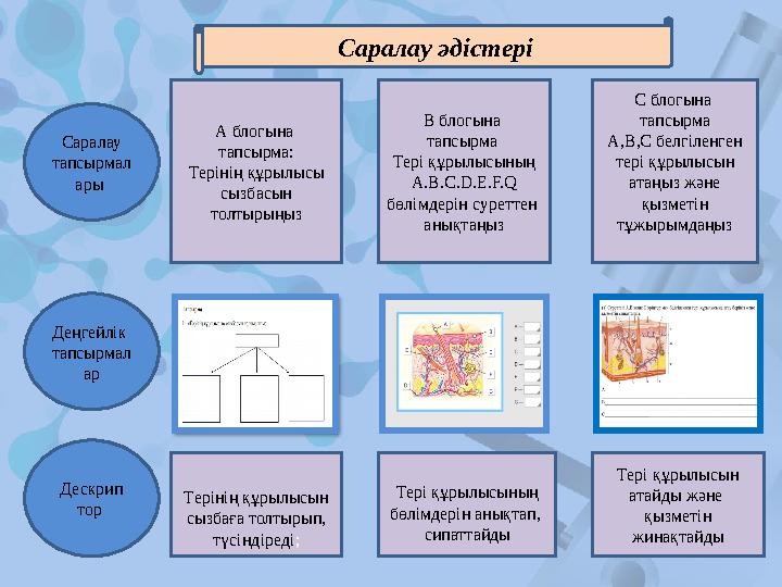 Саралау әдістері Деңгейлік тапсырмал ар Дескрип тор А блогына тапсырма: Терінің құрылысы сызбасын толтырыңыз В блогына тап