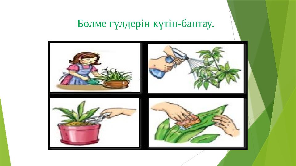 Бөлме гүлдерін күтіп-баптау.