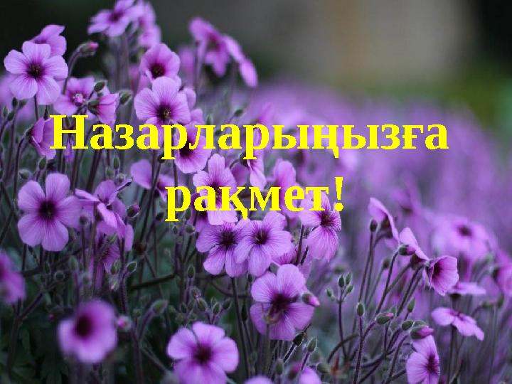 Назарларыңызға рақмет!