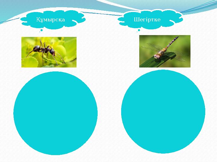 Құмырсқа Шегіртке