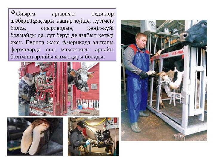  Сиырға арналған педикюр шебері.Тұяқтары нашар күйде, күтімсіз болса, сиырлардың көңіл-күйі болмайды да, сүт беруі де