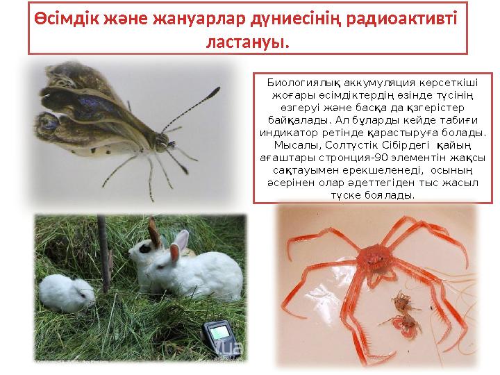 Биологиялық аккумуляция көрсеткіші жоғары өсімдіктердің өзінде түсінің өзгеруі және басқа да қзгерістер байқалады. Ал бұларды