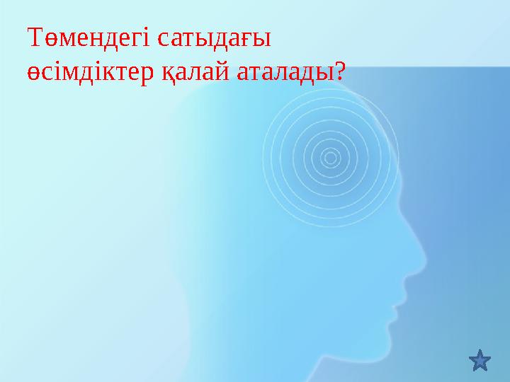 Төмендегі сатыдағы өсімдіктер қалай аталады?