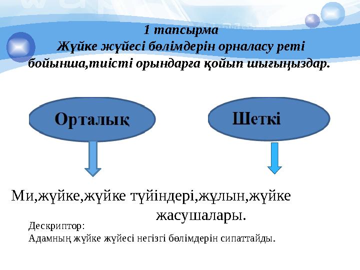 1 тапсырма Жүйке жүйесі бөлімдерін орналасу реті бойынша,тиісті орындарға қойып шығыңыздар. Ми,жүйке,жүйке түйіндері,жұлын,жүй