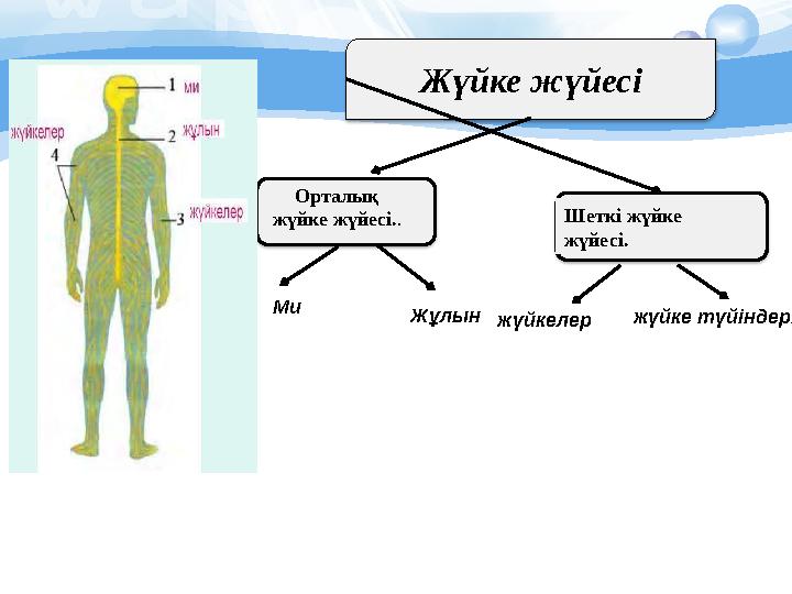 Жүйке жүйесі Орталық жүйке жүйесі. . Шеткі жүйке жүйесі. Ми Жұлын жүйкелер жүйке түйіндері