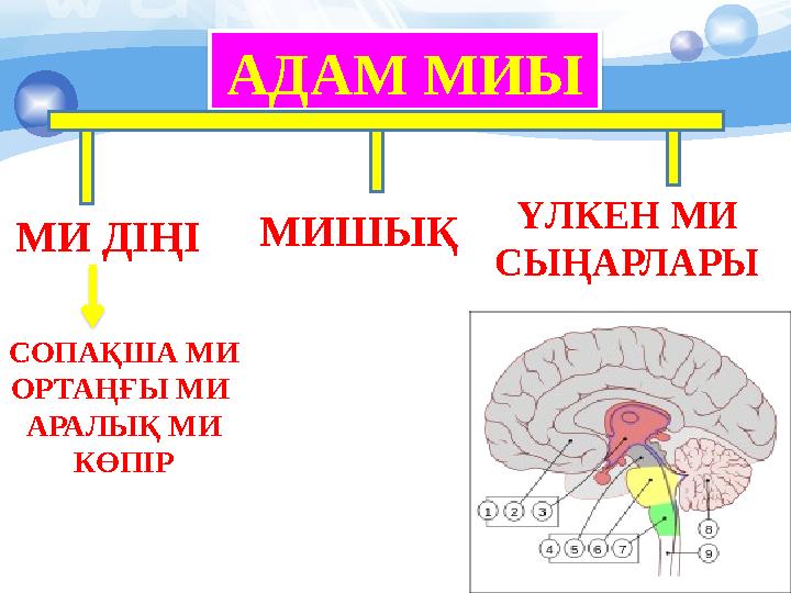 АДАМ МИЫ МИ Д ІҢІ МИШЫ Қ ҮЛКЕН МИ СЫҢАРЛАРЫ СОПА ҚША МИ ОРТАҢҒЫ МИ АРАЛЫҚ МИ КӨПІР