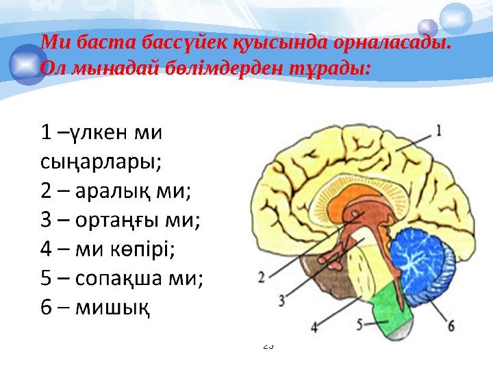 23Ми баста бассүйек қуысында орналасады. Ол мынадай бөлімдерден тұрады: