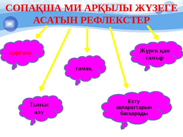 СОПАҚША МИ АРҚЫЛЫ ЖҮЗЕГЕ АСАТЫН РЕФЛЕКСТЕР қорғану Тыныс алу тамақ Есту ақпараттарын басқарады Жүрек қан тамыр