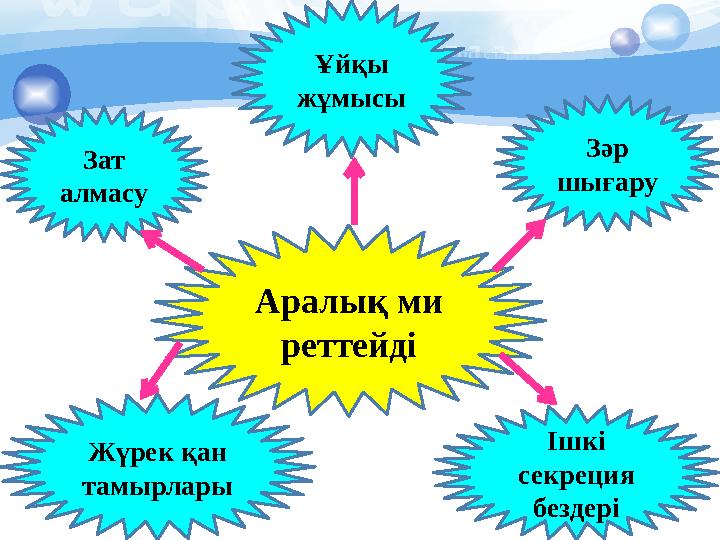 Зат алмасу Жүрек қан тамырлары Ұйқы жұмысы Зәр шығару Ішкі секреция бездеріАралық ми реттейді