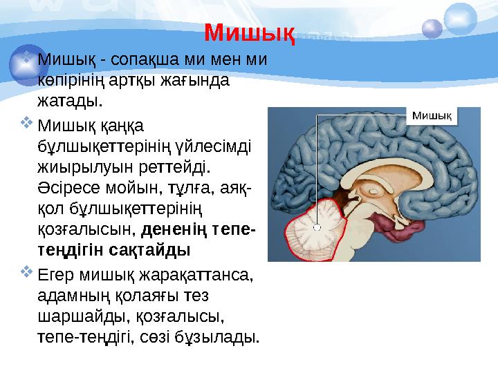 Мишық  Мишық - сопақша ми мен ми көпірінің артқы жағында жатады.  Мишық қаңқа бұлшықеттерінің үйлесімді жиырылуын реттейд