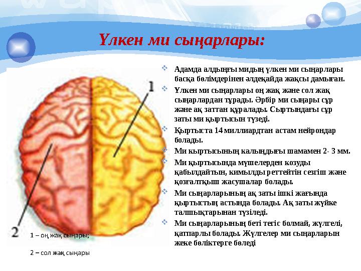 Үлкен ми сыңарлары:  Адамда алдыңғы мидың үлкен ми сыңарлары басқа бөлімдерінен әлдеқайда жақсы дамыған.  Үлкен ми сыңарлары