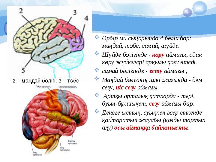  Әрбір ми сыңарында 4 бөлік бар: маңдай, төбе, самай, шүйде.  Шүйде бөлігінде - көру аймағы, одан көру жүйкелері арқылы қ