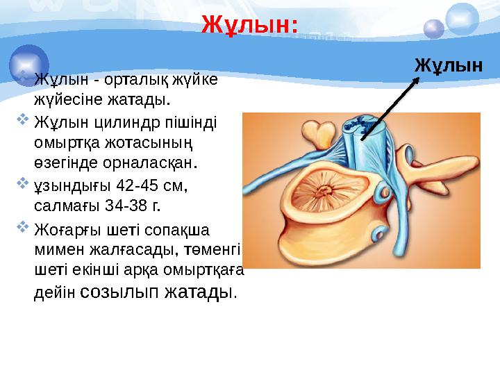 Жұлын:  Жұлын - орталық жүйке жүйесіне жатады.  Жұлын цилиндр пішінді омыртқа жотасының өзегінде орналасқан.  ұзындығы 42