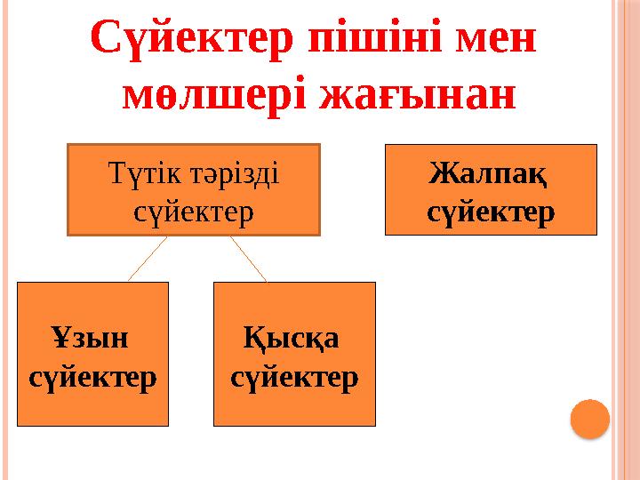 Қысқа сүйектерҰзын сүйектер Жалпақ сүйектерСүйектер пішіні мен мөлшері жағынан Т үтік тәрізді сүйектер
