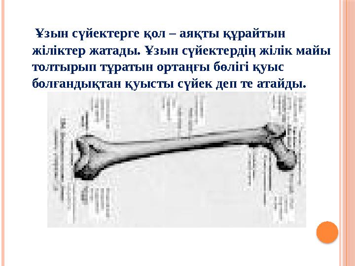 Ұзын сүйектерге қол – аяқты құрайтын жіліктер жатады. Ұзын сүйектердің жілік майы толтырып тұратын ортаңғы бөлігі қуыс