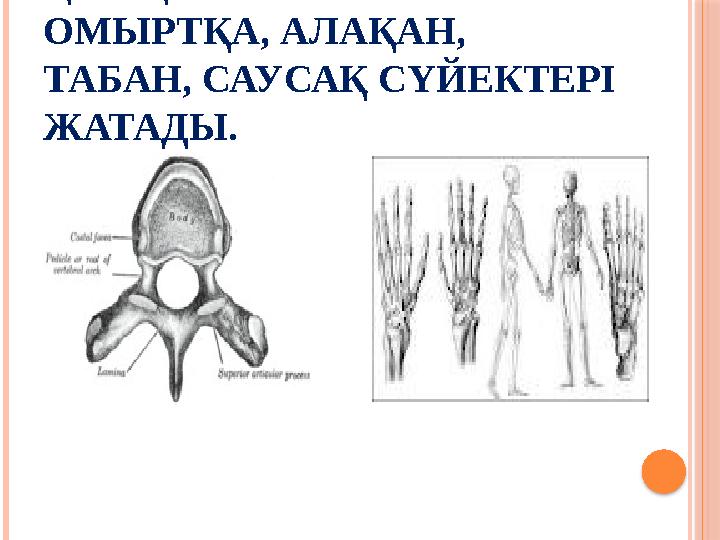 ҚЫСҚА СҮЙЕКТЕРГЕ – ОМЫРТҚА, АЛАҚАН, ТАБАН, САУСАҚ СҮЙЕКТЕРІ ЖАТАДЫ.