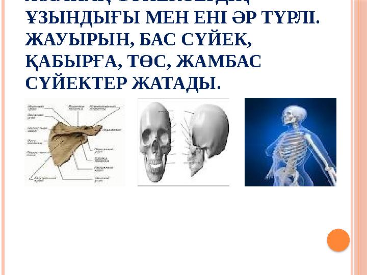 ЖАЛПАҚ СҮЙЕКТЕРДІҢ ҰЗЫНДЫҒЫ МЕН ЕНІ ӘР ТҮРЛІ. ЖАУЫРЫН, БАС СҮЙЕК, ҚАБЫРҒА, ТӨС, ЖАМБАС СҮЙЕКТЕР ЖАТАДЫ.