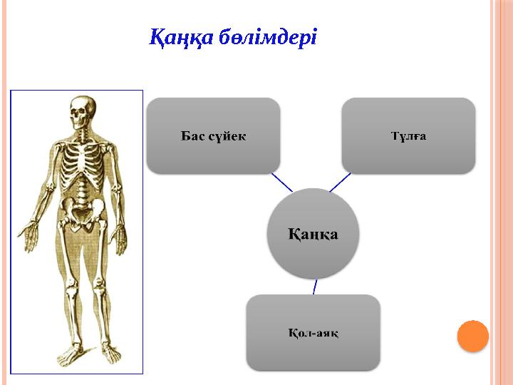Қаңқа бөлімдері